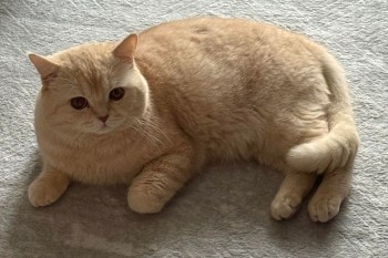 A cat.