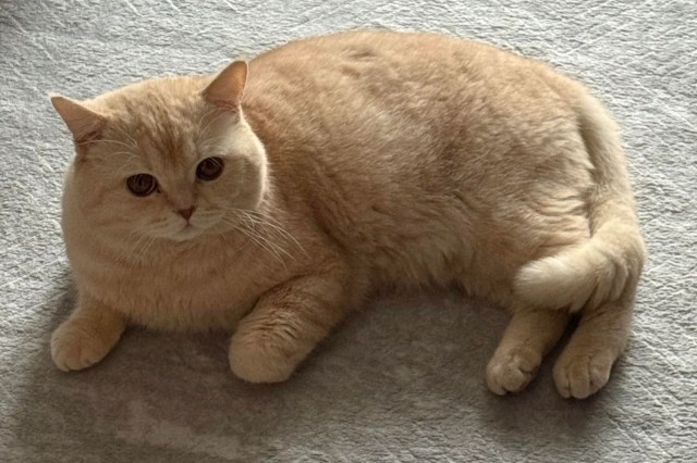 A cat.