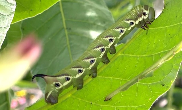A close-up of a green caterpillar with eye-like patterns resting on a large green leaf.