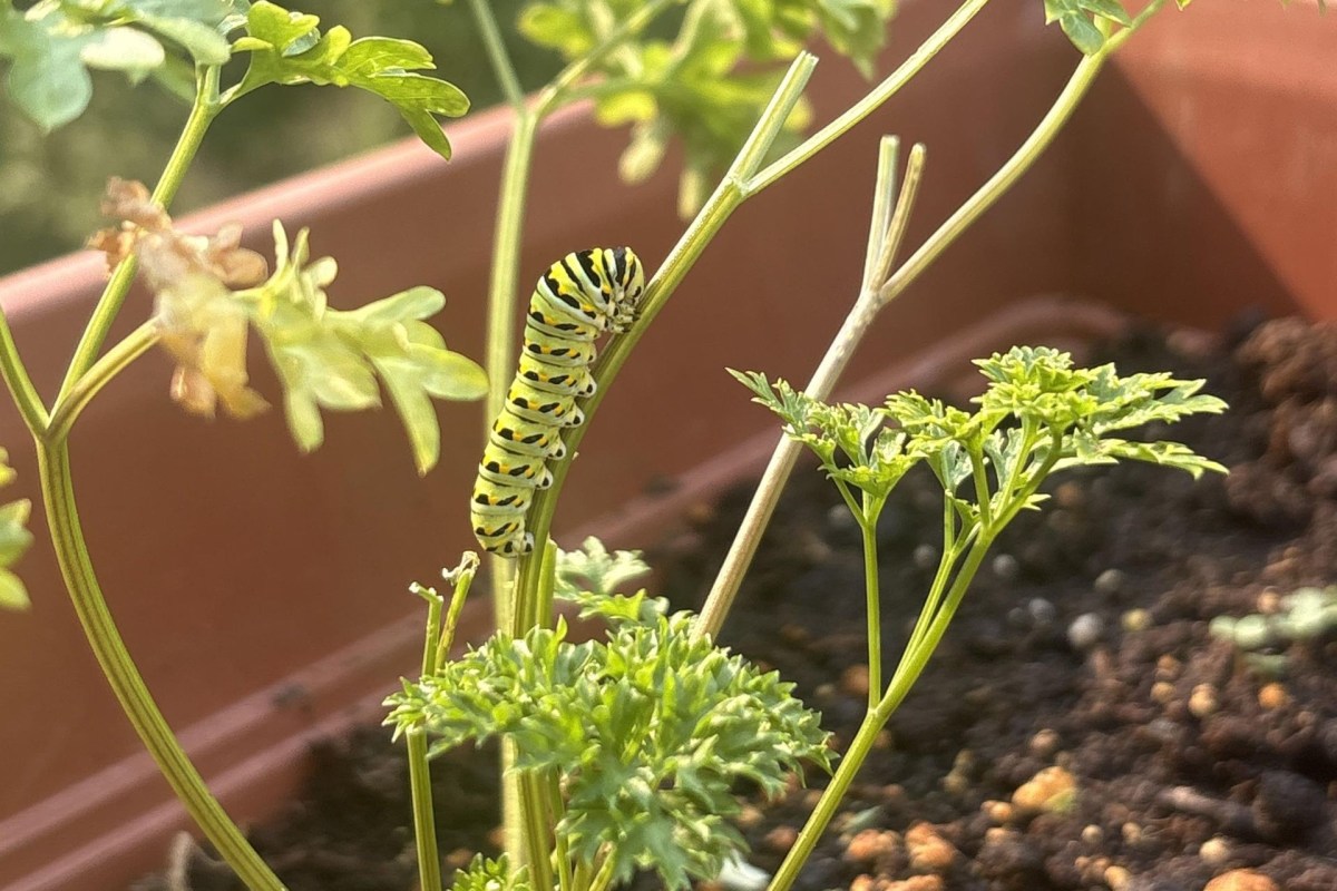 A caterpillar on a plant.