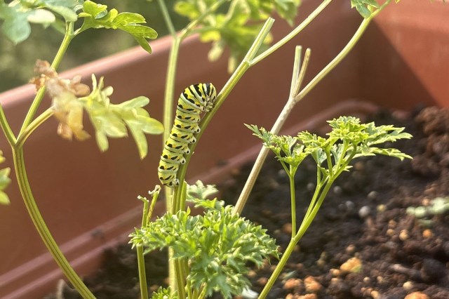 A caterpillar on a plant.