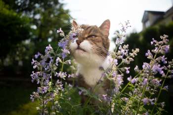 A curious cat sniffs purple flowers in a sunlit garden.