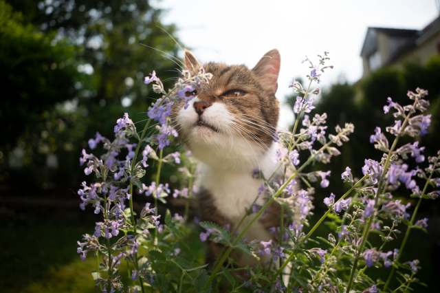 A curious cat sniffs purple flowers in a sunlit garden.