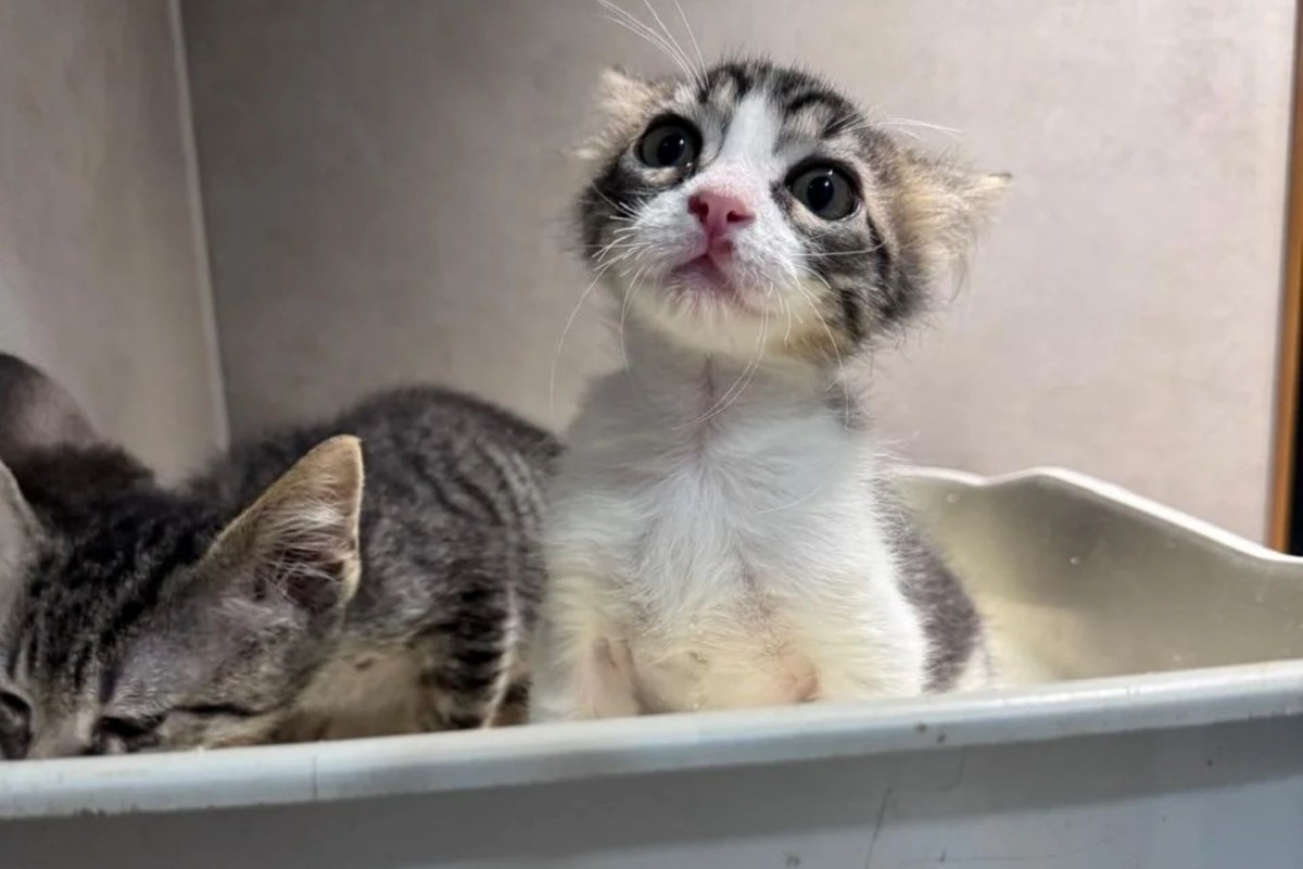 Two cats sitting in a bin.