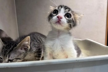 Two cats sitting in a bin.