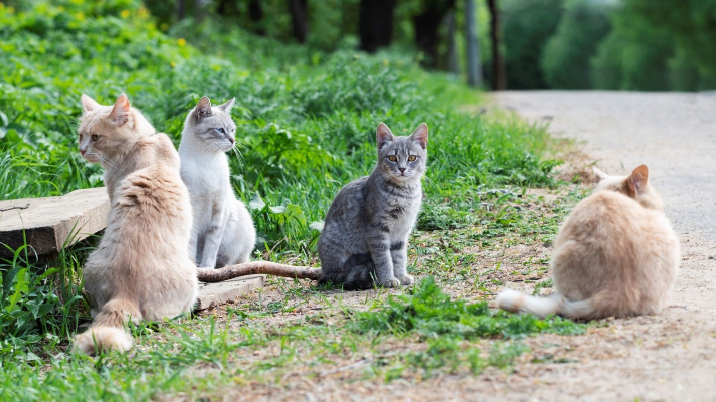 A group of stray cats near a road.