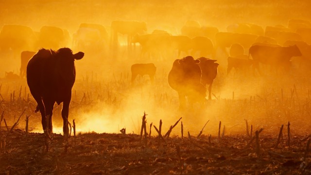 Silhouetted cows walk through a dusty field, surrounded by a warm orange glow.