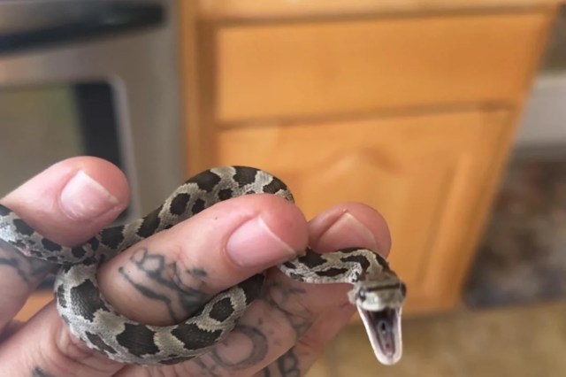 A person with tattoos holds a small, patterned snake, which is partially opened its mouth, in a kitchen.