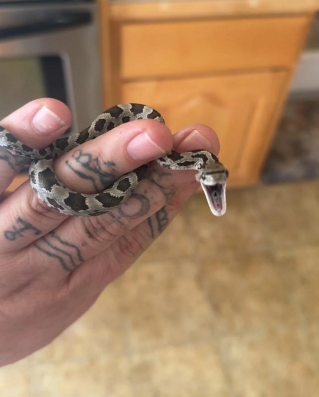 A person with tattoos holds a small, patterned snake, which is partially opened its mouth, in a kitchen.