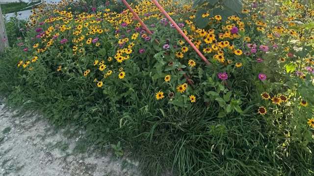 A flower bed with yellow and purple blooms.