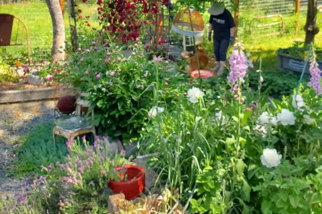 A garden filled with various flowers and plants, with a person interacting nearby.