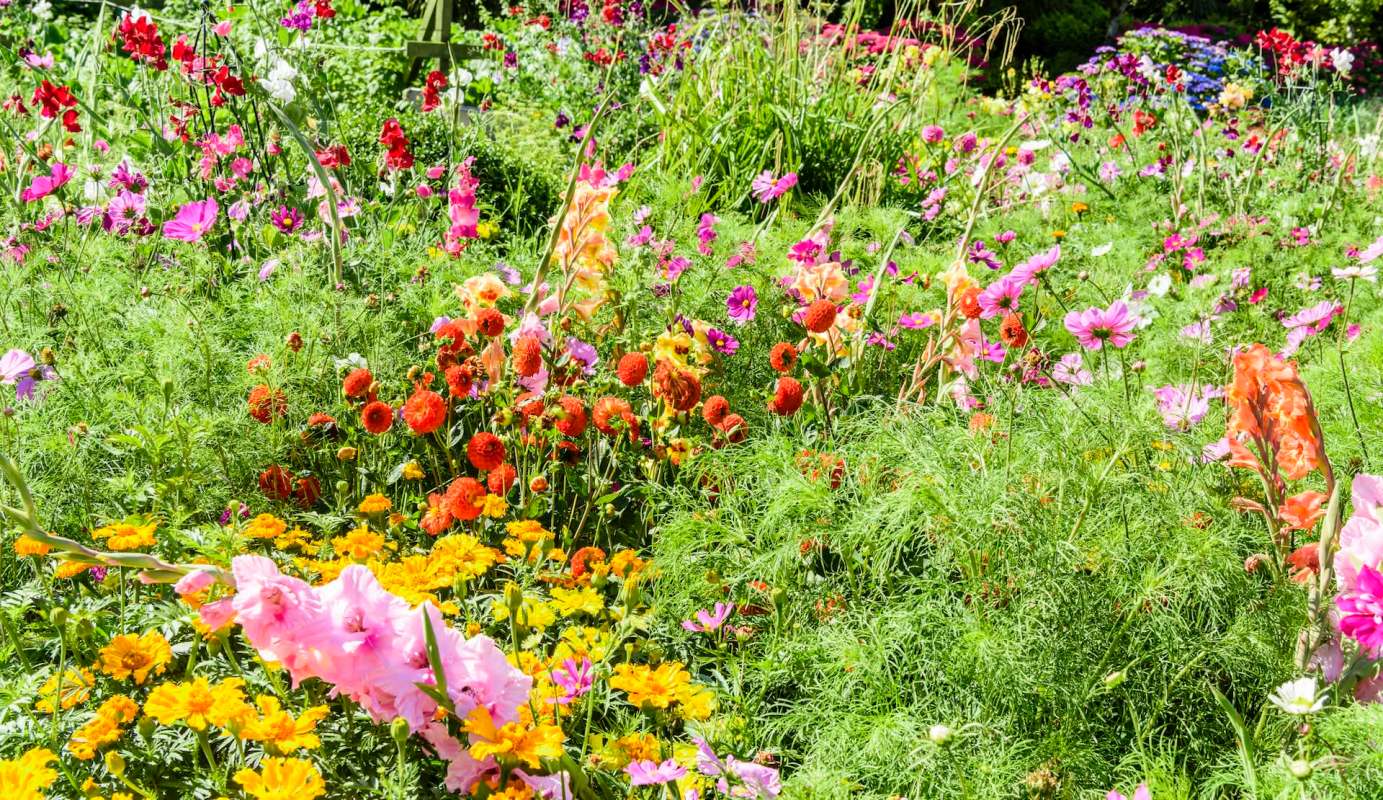 A vibrant flower garden filled with various blossoms in shades of pink, orange, and yellow.