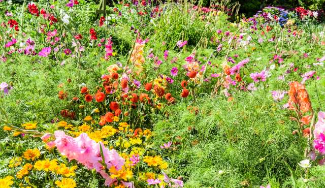 A vibrant flower garden filled with various blossoms in shades of pink, orange, and yellow.
