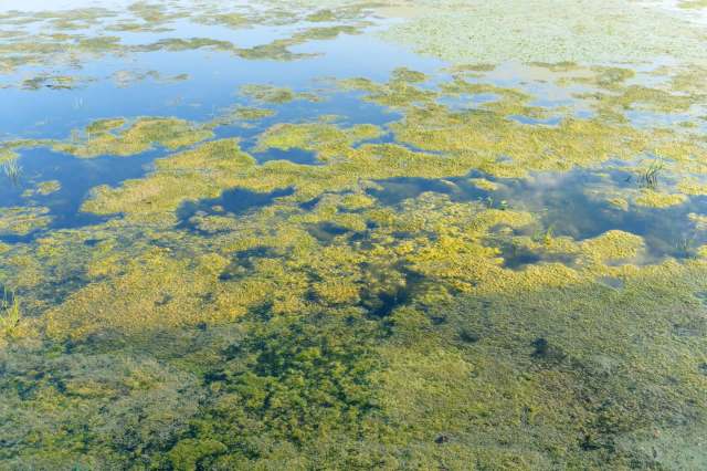 A serene body of water covered with green algae and patches of floating vegetation.