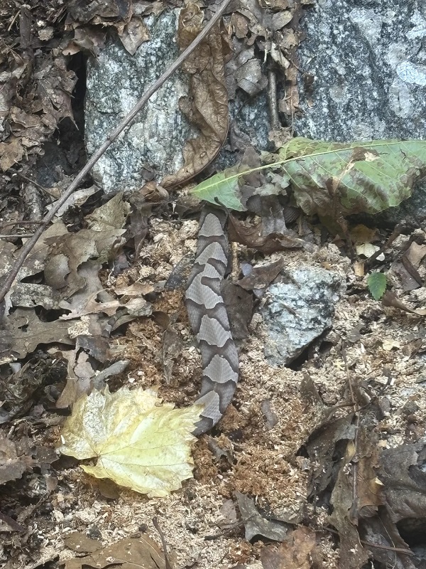 A camouflaged snake resting among brown leaves and rocks on the forest floor.