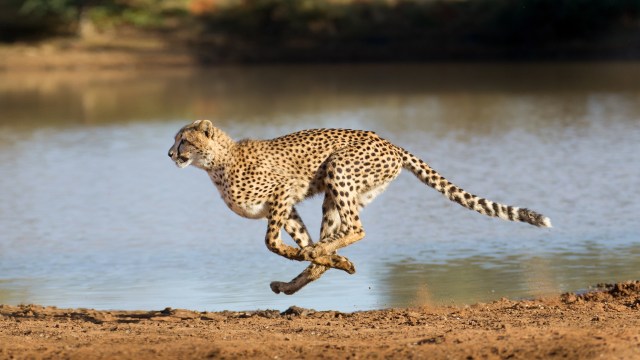 A cheetah running beside water.
