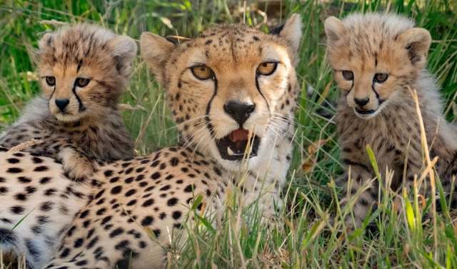 A cheetah with two cubs.