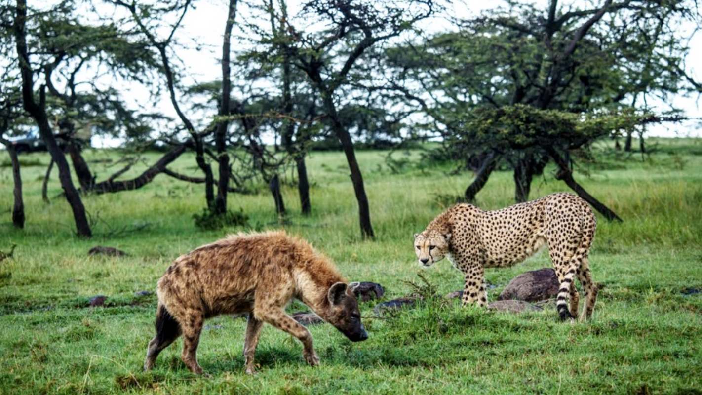 A hyena and a cheetah interact on the savanna.