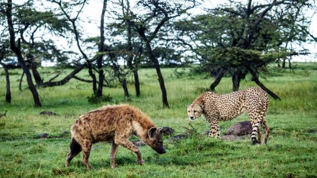 A hyena and a cheetah interact on the savanna.