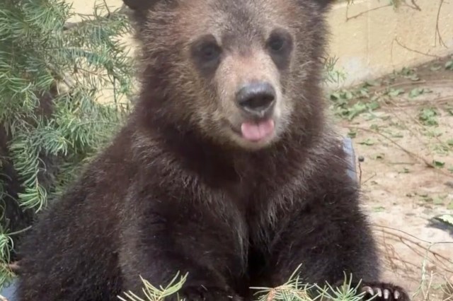 A playful bear cub sitting among greenery, tongue out and looking curiously at the camera.