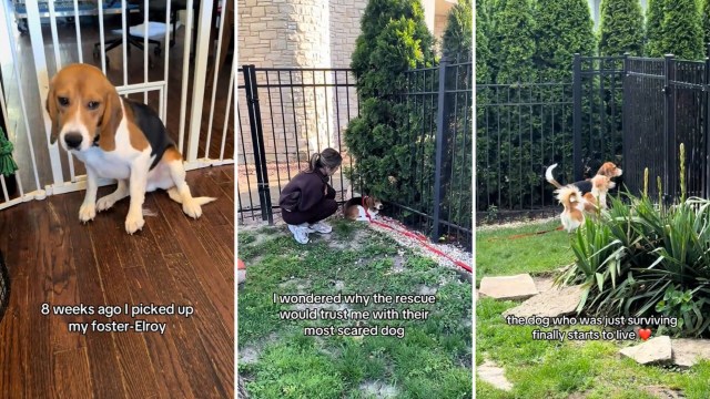 A collage showing a beagle interacting with its handler in a yard.