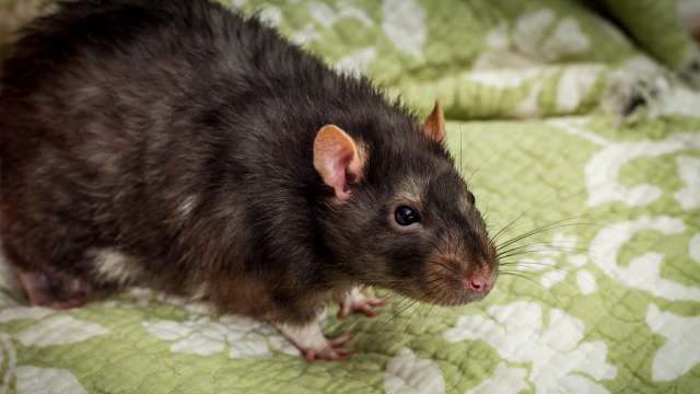 A large rat.