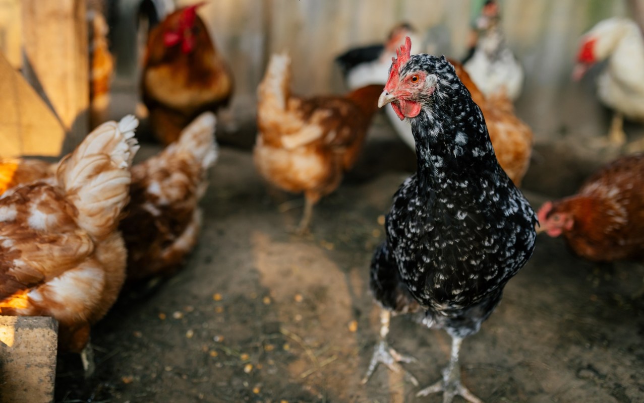 A black and white speckled chicken stands among several brown chickens in a barn setting.