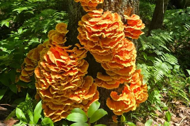 An enormous chicken-of-the-woods mushroom.