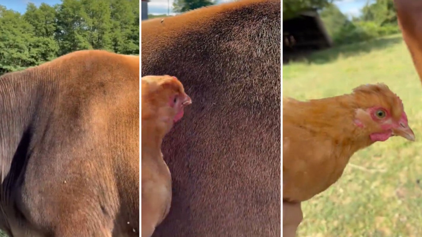 A chicken eating flies off cattle.
