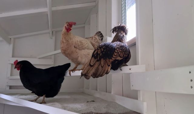 Three chickens in a coop.