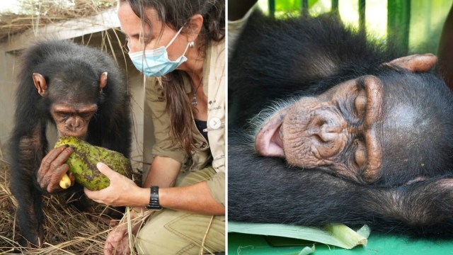 A chimpanzee enjoys a green fruit while a caretaker monitors its feeding.