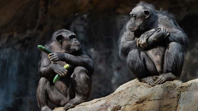 Two chimpanzees sit on a rock; one holds a cucumber while the other looks on thoughtfully.