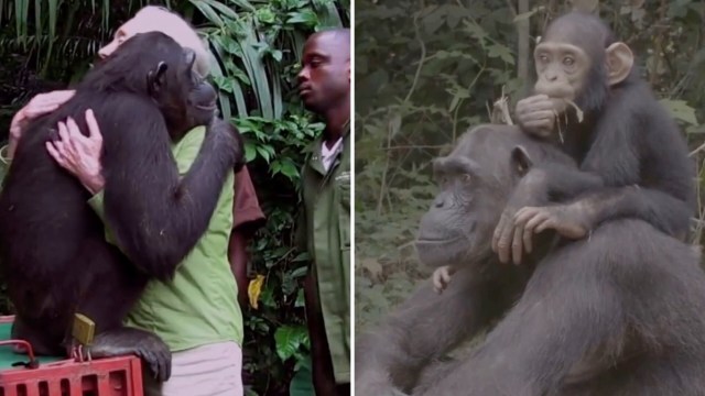 Jane Goodall embraces a chimpanzee, Wounda, and a young chimp sits on Wounda's shoulders.