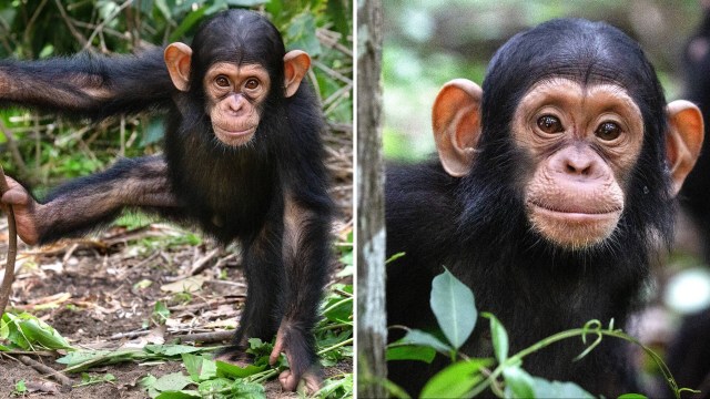 A chimpanzee playing among green foliage.