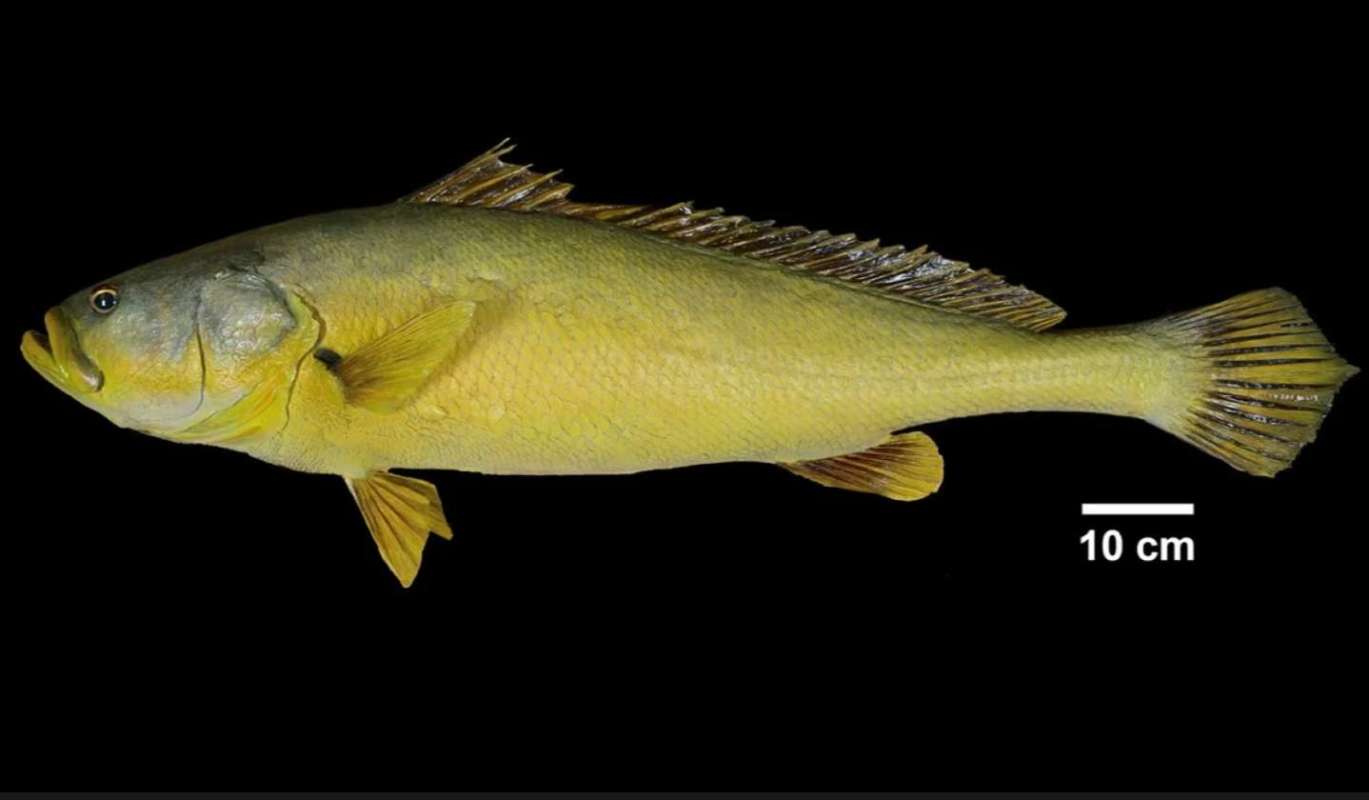 A side view of a yellow fish with prominent fins against a black background, scaled with a 10 cm reference.