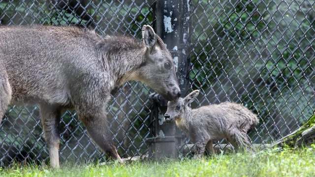 A Chinese goral with her kid.