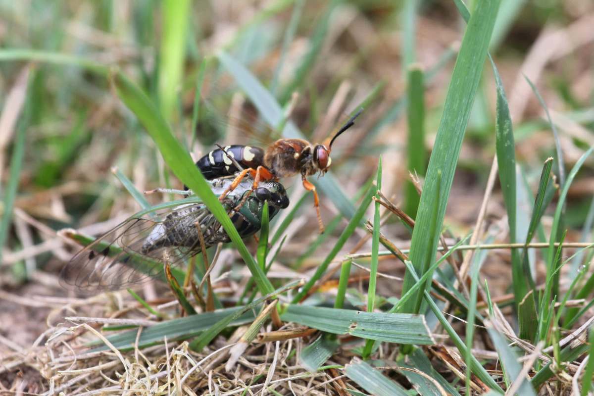 A wasp stands atop a large cicada, surrounded by green grass and dry foliage.