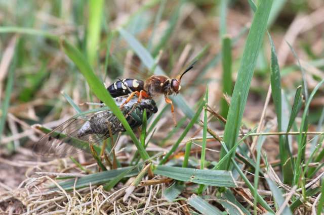 A wasp stands atop a large cicada, surrounded by green grass and dry foliage.