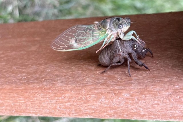 A cicada.