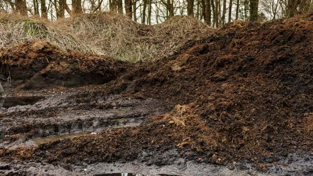 A pile of dark, rich soil surrounded by bare trees and vegetation in a damp, forested area.