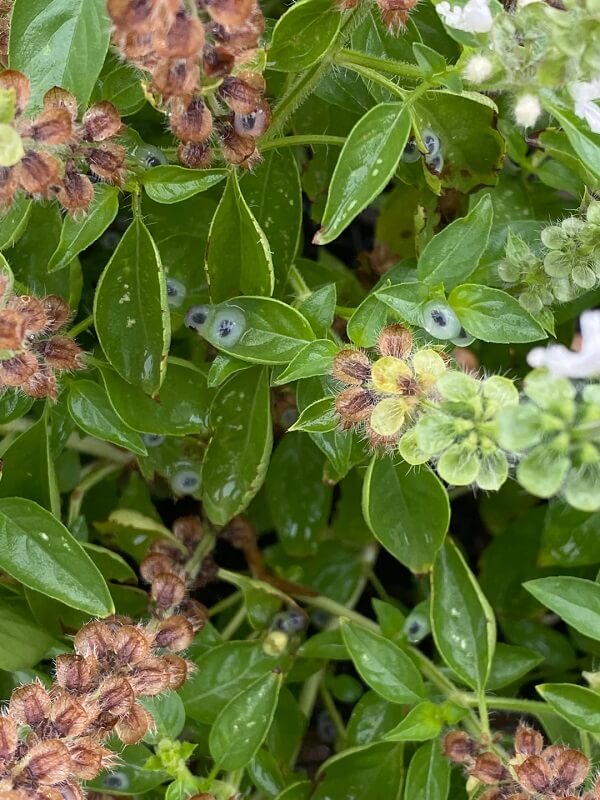 frog eggs that look like googly eyes spread around on leaves on a bush
