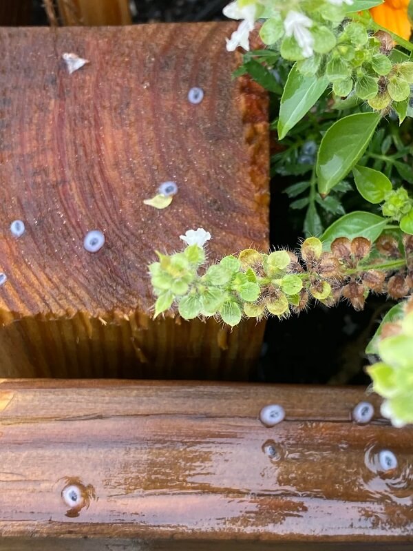 frog eggs that look like googly eyes spread around on outdoor wooden surfaces