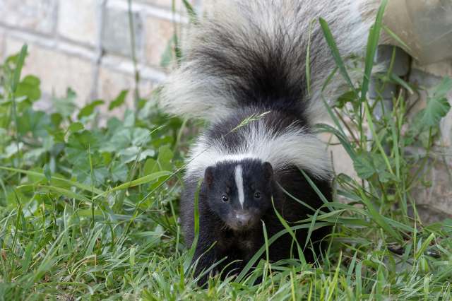 A skunk with a bushy white tail stands among green grass and plants, looking directly at the camera.