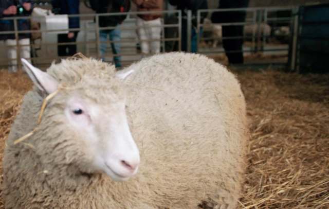 A close-up of Dolly the sheep, the first to be cloned, with people in the background.