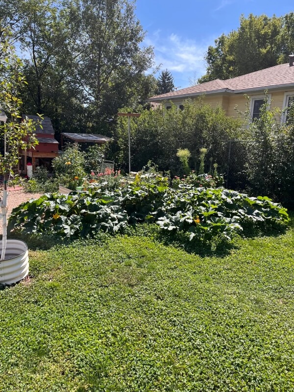 A clover lawn with various plants.