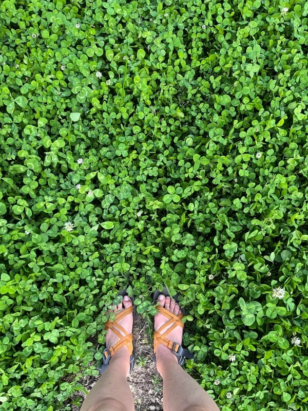 A person standing on a clover lawn.