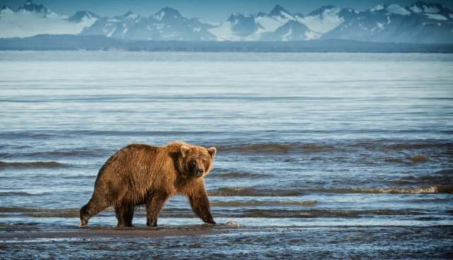 A brown bear wades in shallow water with snow-capped mountains in the background.