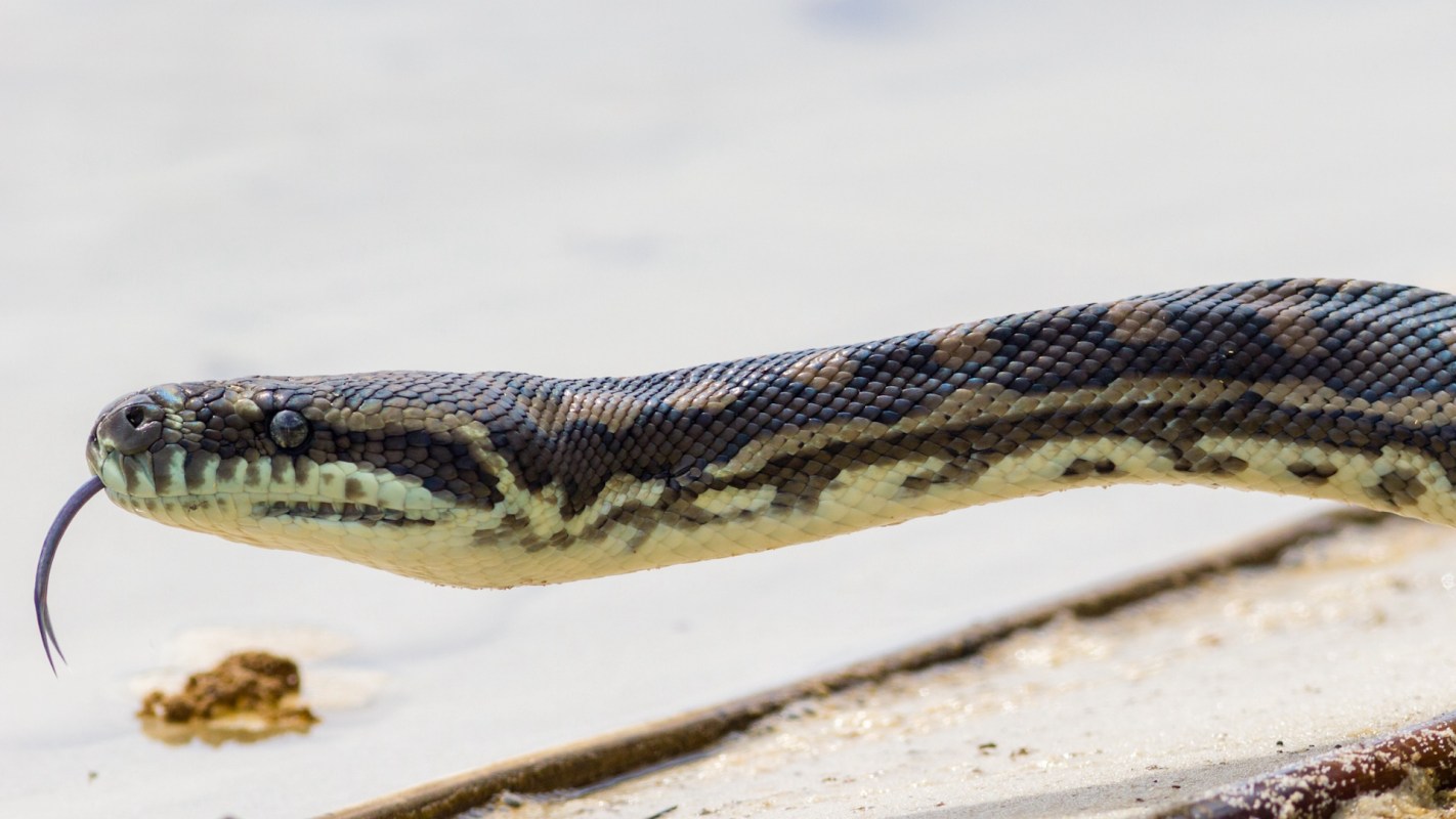 A python flicking its tongue.