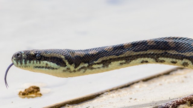 A python flicking its tongue.