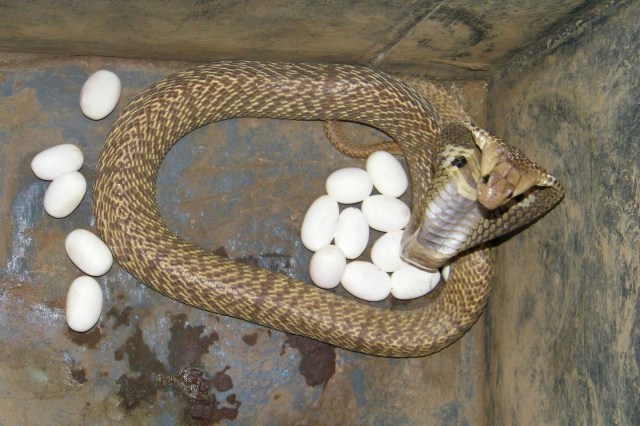 A cobra coils protectively around a cluster of white eggs.
